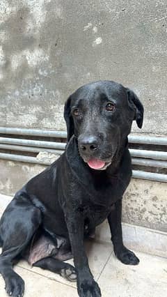 pedigree black Labrador retriever