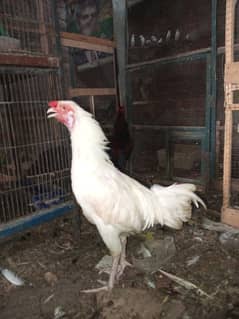 Desi + Aseel cross Breeder murga available