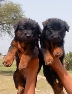 German dabal coat male female for sale