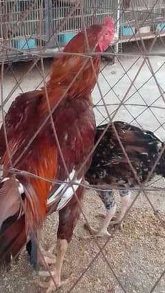 aseel hens murga murgi egg laying pair