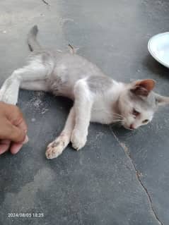 want to sale Persian cat's baby