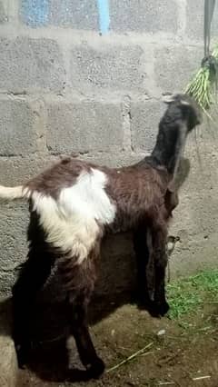 Bakra And Bakri For Sale