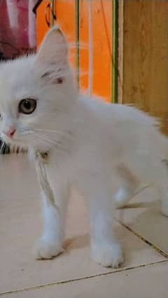 Urgent Sale. . . Double Coated. . . . Persian Female.  3 Months AgeFo