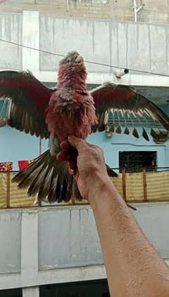 Galah Cockatoo