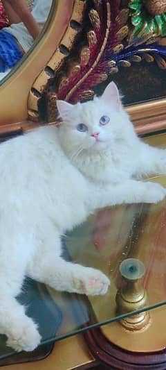 Male Breeder persian Cat Blue eyes