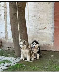 Siberian Husky puppies for sale