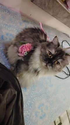 Selling persian cat - 5000 rs - female