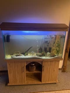 aquarium for sale 4ft with 2 free pump and 6 tilapia and silver dollar