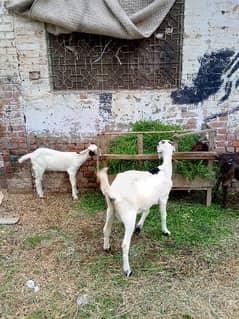 tedi cross goats for sale sath aik aik bacha hai