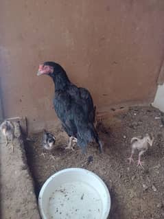 hen for sale