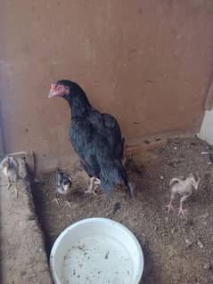 hen