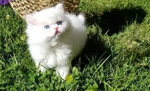 Baby Persian Kitten