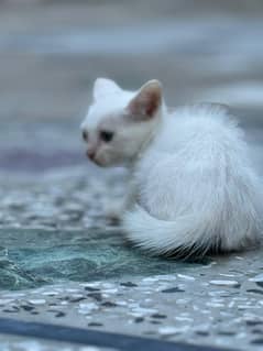 white Kittens for sale Cat