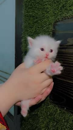Pure Persian kittens Tripple Coated Blue eyes Urgent sale