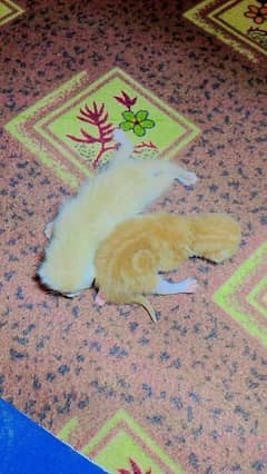 HIGH QUAILITY PERSIAN KITTENS