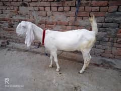 Goat for sell urgently.   contact.  03057934984