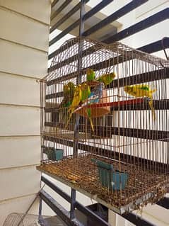 Budgies