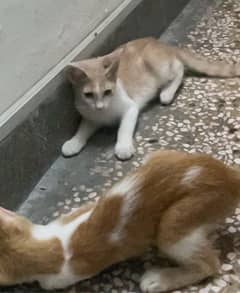 Adorable pair of cats looking for loving Home