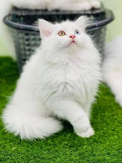 Persian Cat for sale my WhatsApp number 03276330466