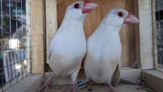 Java Finches