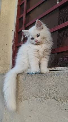 cute persion kitten for sale
