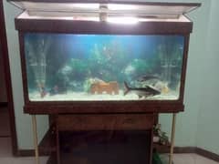 Fish Aquarium