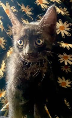Bombay Persian Black Kitten