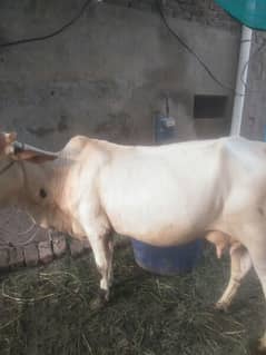 cow sath wachi 5 manth old jab soi thi 10 leter dodh tha