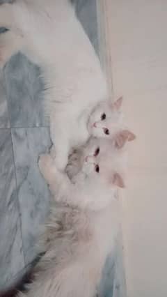 siberian cats pair for sale