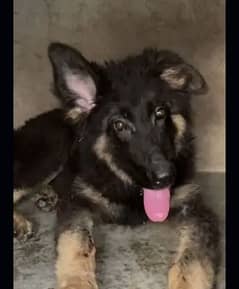 German Shepherd male