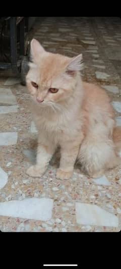 Persian cat for sale