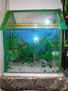 aquarium  with air pump and heater