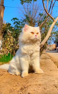 pareshan cat for sale WhatsApp number 0327/42/72/410