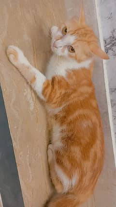 1 year female cat 2month male kitten for sell