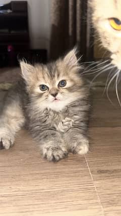 Persian Cat Kittens