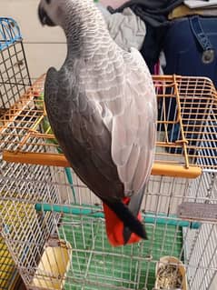 African Gray Parrot Red Factor (chick 9 months )