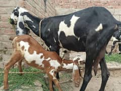 Bakri females kids for sale 03029236312