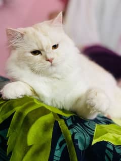 persian cat name (Muffin)