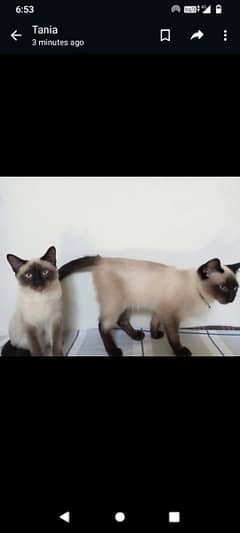 Siamese trained pair