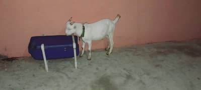 Zero size kodu for sale full gulabi and active