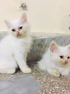 Persian cat / 2 Persian cat kittens blue eyes/white blue eyes kittens