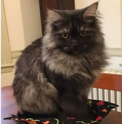 Persian cat smokey color looking for new home