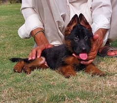 german shepherd puppy