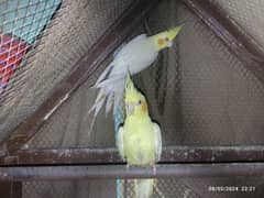 cockatiel for sale