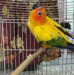 Sun conure