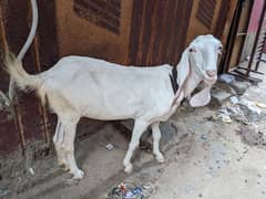 rajanpuri gulabi bakri