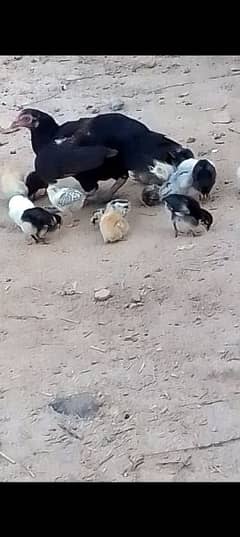 Aseel hen with 16 chicks