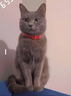 cat (British shorthair) DARCY