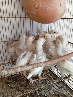White Aseel Heera Chicks