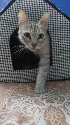 British Persian cat with blackish grey Persian kitten